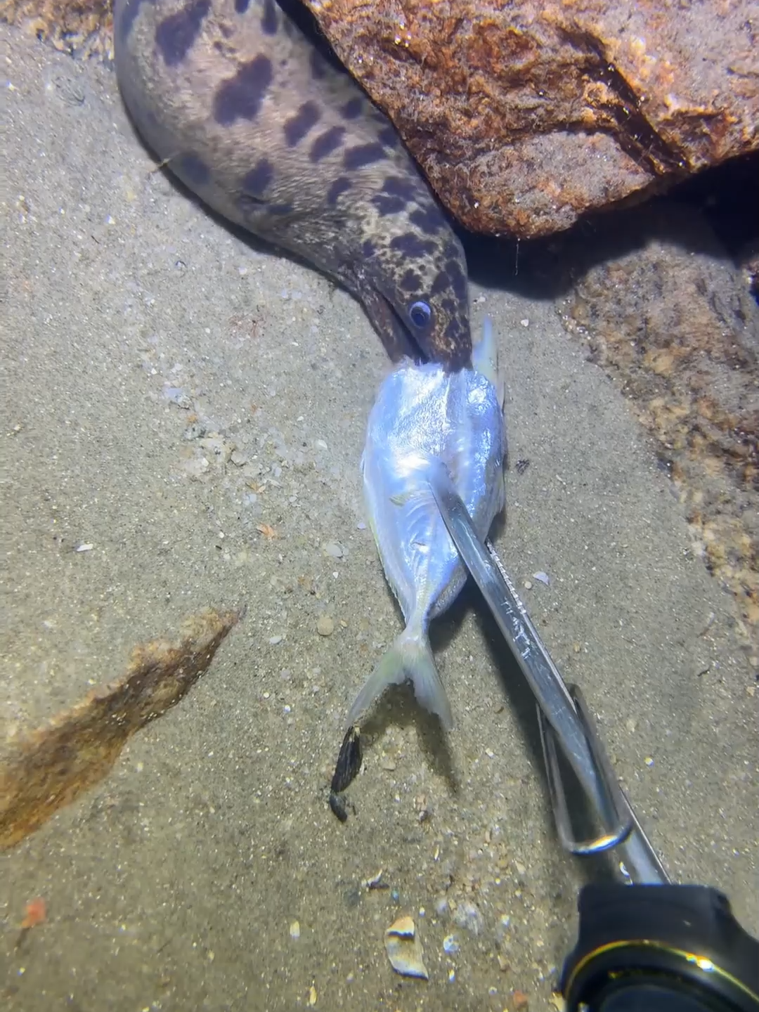 #fishing #deepsea #nemo #eels #diving #crab #lobster #beach #nature #sea #catchthesea