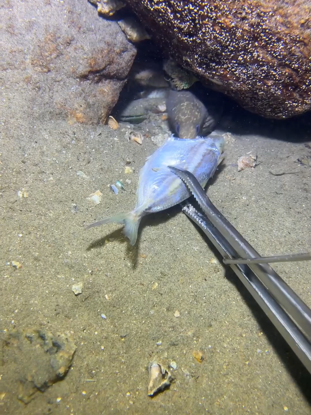 #fishing #deepsea #nemo #eels #diving #crab #lobster #beach #nature #sea #catchthesea