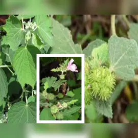 #Crd ဗဟုသုတရ​စေရန်... #ပြန်လည်ကူးယူတင်ဆက်လိုက်ရပါတယ်ခဗျ ...။