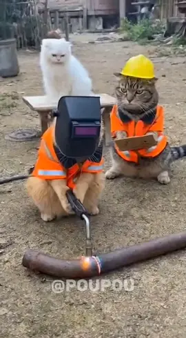 Ngelas #fyp #kucing #fypindonesia #proyek #sora 