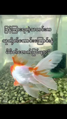 #fypシ #foryou #tiktokmyanmar #ရောက်ချင်တဲ့နေရာရောက်👌 