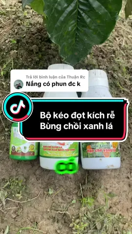 Trả lời @Thuận Rc Nắng gắt thì không nên phun nha anh ☀️ Mình nên phun sáng sớm hoặc chiều mát để cây hấp thụ tốt, không bị cháy lá 🌿 Bộ Vua Bung Đọt + Magie Kẽm + Amino Combi phun lúc mát hiệu quả gấp đôi luôn 💪 #vuabungdot #magiekem #aminocombi #vuanong #phuchoidotxanh 