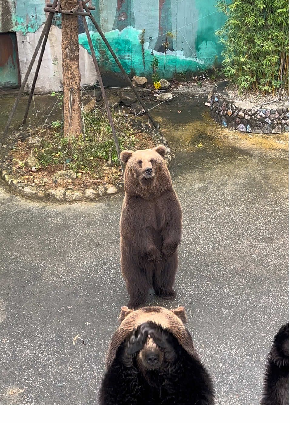 ขอบคุณทุกๆท่าน ที่รักและเอ็นดูพวกเราครับ🙏❤️#สมคิดแสนรู้ #ช้างแอฟริกา #animals #สวนสัตว์tiktok #เทรนด์วันนี้tiktok 