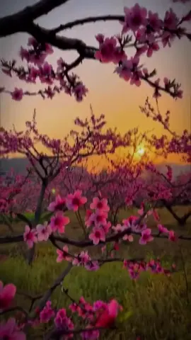 🌸🧨🧧Tết 2026🧧🎆🌸 🧧🎆Tết là Tết sum vầy...🌸#tếtdongđầy🧨🧧🎇🎆 #tếtbinhngọ2026🧨🧨 #tetnguyendan2026🧧🎆🧨 #tet2026🌸🌼🧧🧨 