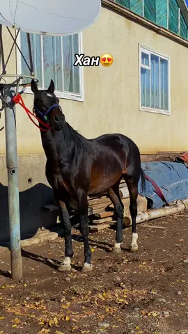 Хан келди😍#машалла😍☝🏼 #рекомендации #кокборукыргызспорттунунжузу #срочно 