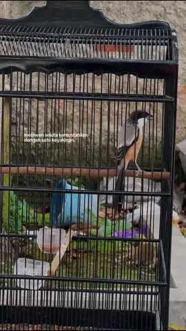 Yang penting yakin aja #burungcendet #cendetmaniaindonesia #storykicaumania #cendetmania 