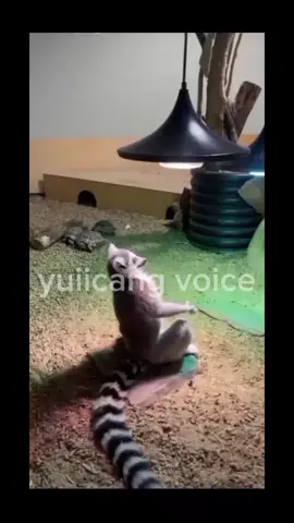 kadang suka kehabisan konsep🗿 #dubbing #foryou #animals #fyp 