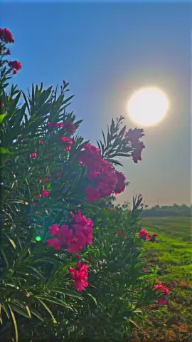 #الوائلي #عميد_المنبر_احمد_الوائلي