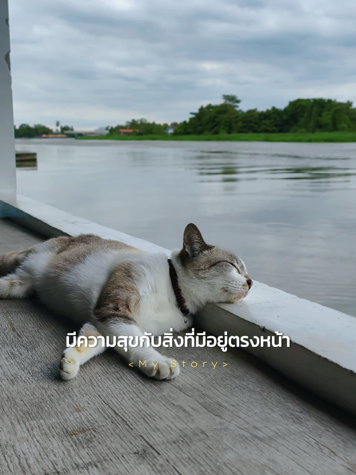 มีความสุขกับสิ่งที่อยู่ตรงหน้า #แมวน่ารัก 