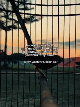 masih proses 😇 #fyp #hobi  #kicaumania #kicaumaniaindonesia #muraibatu 