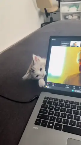 Chú mèo này... #ZhenGhemyth