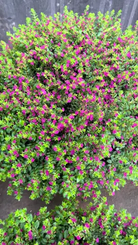 Cẩm Tú mai thái siêu phẩm nhà e🌸🪴#langhoasadec #tichcucmoingay #TikTokLIVE #sadec #dongthap 