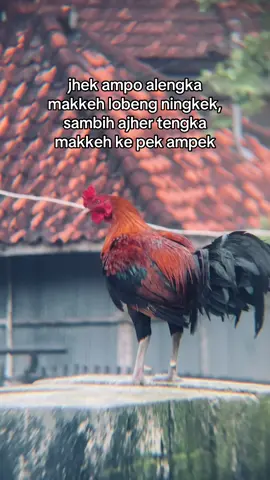 Beccean sadhejeh🙏 #fyp #masukberanda #katakata #madurapride 