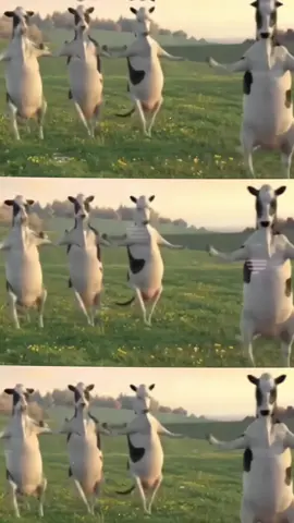 Bay bay bay /id:?/#resekergrp #krgezgr #bò#conbò #peak🔥_squad❤️‍🔥 