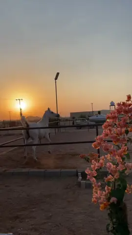 #ماشاءالله #خيل #وقت _الغروب #حايل #تصويري📸 