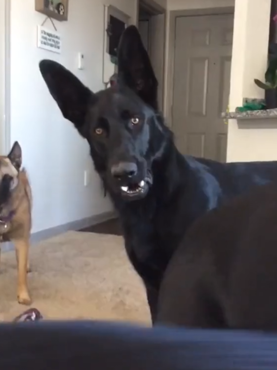 Смешное видео,юмор,нарезки,подборка #юмор #ржака #вий #contemarcela #смешноевидео 