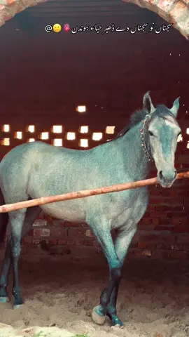 سجناں نو سجناں دے ڈھیر حیاء ہوندن🫀🐴#گھوڑے_شوق_نواباں_دا🐴 #foryou #foryoupage #گھوڑا_ہمیشہ_طاقت_کی_علامت_رہا_ہے #pinda_wale #پنڈاں_آلے #horselovers #poetry🥀 #👌👌 #100k #fyp #status #👌🏻 #viewတေရှယ်ကျ #liness #شوق #🐴 #❤️ 