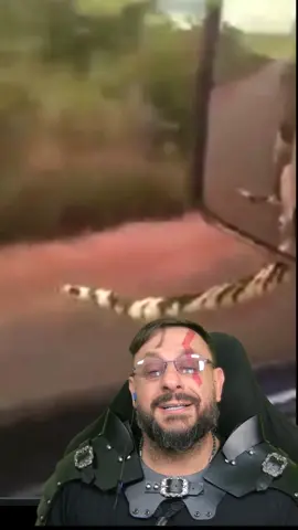 Cobra caninana apavora caminhoneiro em Caxias MA #biologohenrique #animais #bichoesperto #biologo