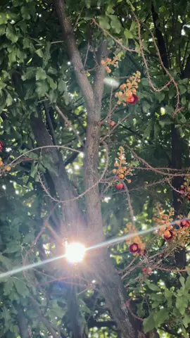 Nơi mà khiến mình hạnh phúc và bình yên … #chuaduchoa #thichminhthien #adidaphat #fyp 