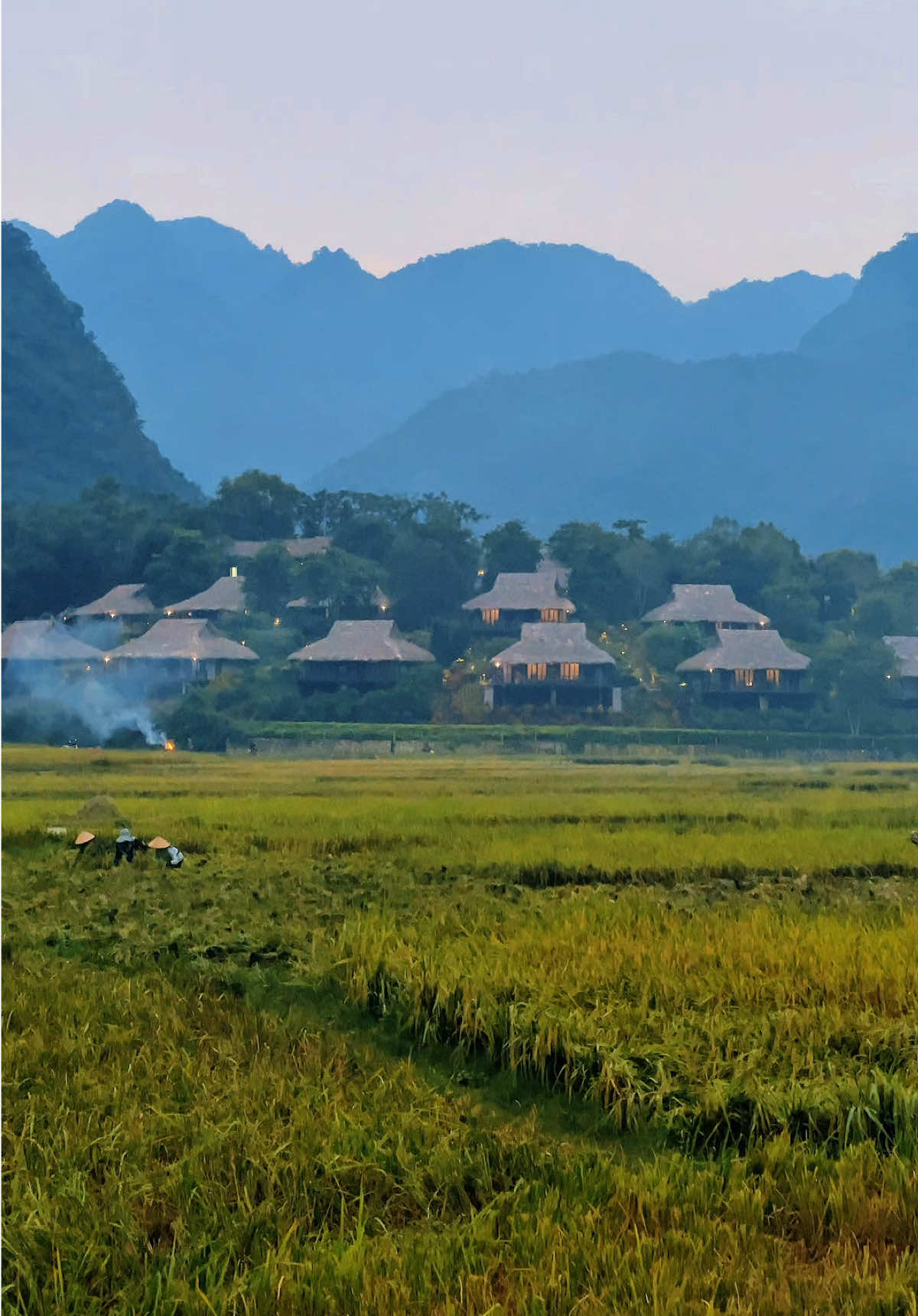 Mai Châu mùa em thơm nếp xôi #maichau #binhyen #canhdepthiennhien 