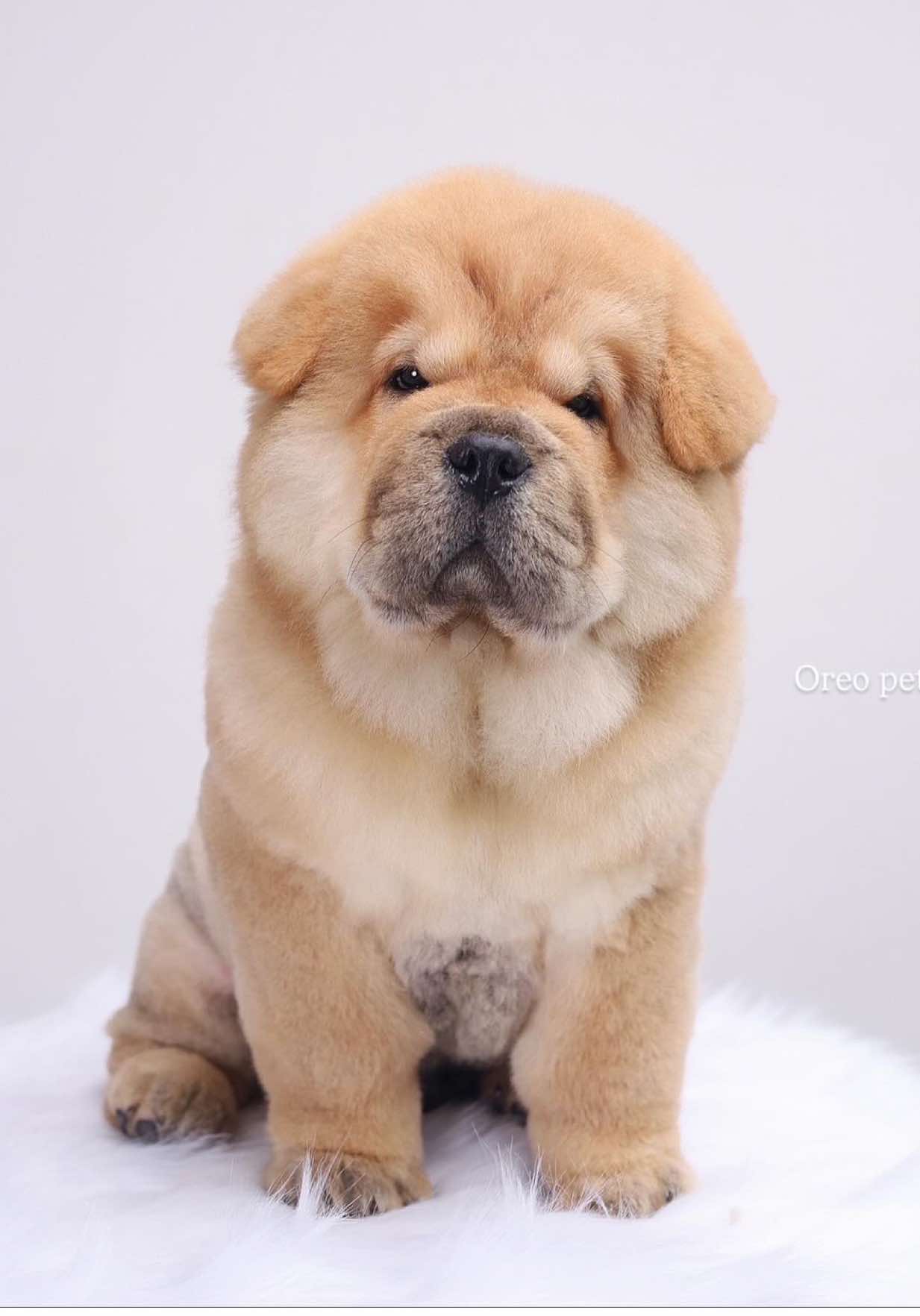 Quý khách này có vẻ không vui kkkk#tiktokgiaitri❤️‍ #bichonnhatranloc #oreopetsalon #tiktokvuinhon #xuhuớng 