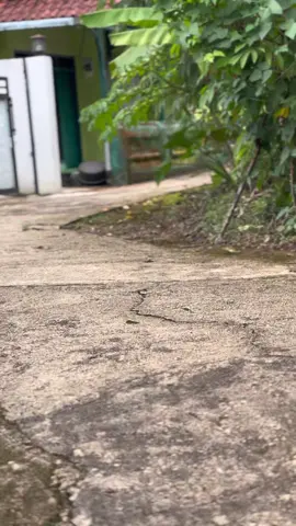 💃 #mxoldmenolakpunah #mxprostreet #mx200framestd #agstyle #streetracing 