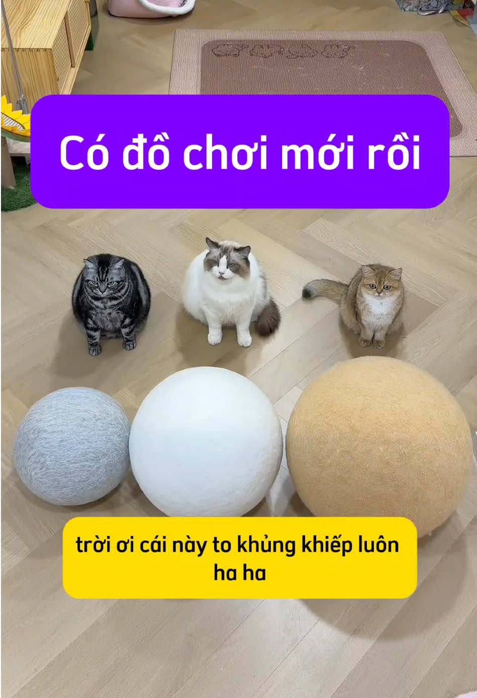 một điều mà chẳng ai làm được, nhưng mèo nhà tôy làm được #thucung #catlovers #petlovers #cutecat #mèobéo 
