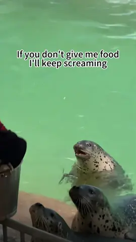 If you don't give me food, I'll keep screaming