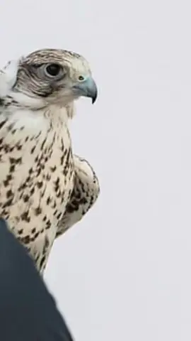 #CapCut#اكسبلور #خالد_ال_بريك #ترندات_تيك_توك #شيلة  