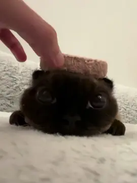 We're testing the structural integrity of this cat. 🗼 He has not moved. He has not blinked. He has only... stared. How many treats could you stack on your pet before they moved? My guess is zero. 😂 #catsoftiktok #stackingchallenge #funnycat #catmemes #selfcontrol  