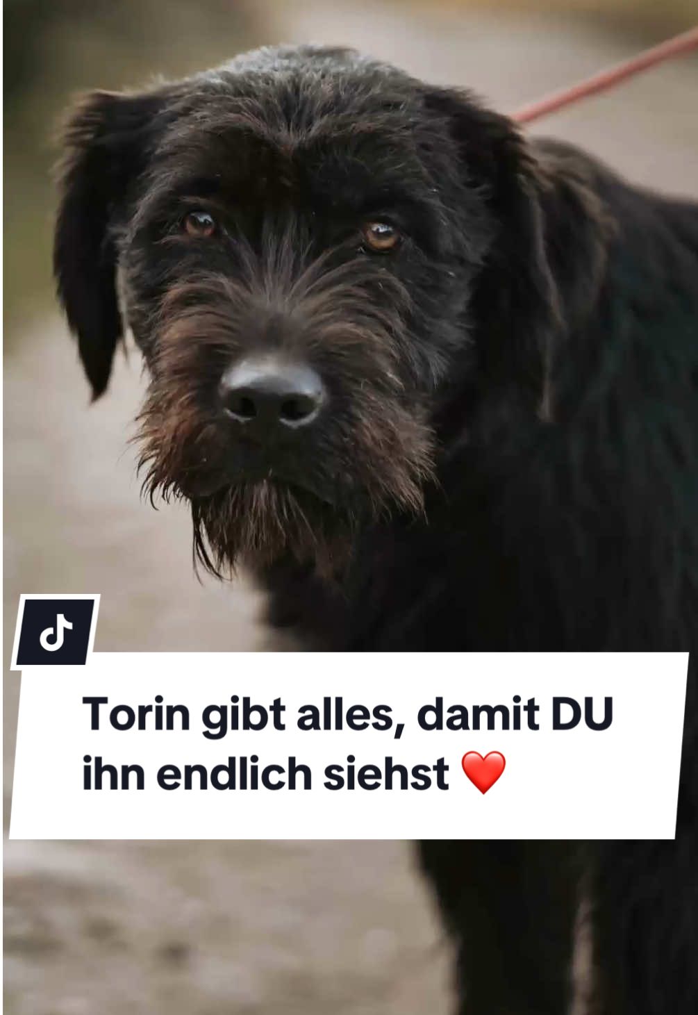 ❤️ Wer verliebt sich in Torin? ❤️ Allein. Verlassen. Bedroht. So begann Torins Geschichte in Rumänien. Zusammen mit seinem Bruder wurde er einfach ausgesetzt – hilflos, irgendwo in der Nähe eines Hofes, wo unsere liebe Raluca sich um andere gerettete Hunde kümmert. 💔 Als einer der Schäfer drohte, die beiden „verschwinden zu lassen“, handelte Raluca sofort und nahm sie in Sicherheit. Seitdem lebt Torin mit 25 anderen Fellnasen auf ihrem Hof – geduldig, freundlich und voller Hoffnung, dass seine Familie ihn endlich findet. 🐶✨ Torin ist etwa 1,5 Jahre jung und ca. 55 cm groß. Ein hübscher Terriermix mit glänzend schwarzem Fell, weißen Pfötchenspitzen und einem kleinen Lätzchen – und Augen, die direkt in die Seele blicken.  Er liebt Menschen, genießt jede Streicheleinheit und versteht sich wunderbar mit anderen Hunden. Beim Spazierengehen gibt er sich große Mühe und lernt jeden Tag dazu. Das Leben in einem Zuhause kennt er noch nicht – aber er ist bereit, alles zu lernen, was dazu gehört. Mit Geduld, Liebe und einem großen Herz an seiner Seite wird Torin ein treuer Begleiter fürs Leben.  Torin ist jung, neugierig und bereit, die Welt endlich zu entdecken. Er wartet sehnsüchtig auf jemanden, der ihm zeigt, was es heißt, geliebt zu werden. 💞 Hast du ein Plätzchen in deinem Herzen (und auf deinem Sofa) frei? 📩 Gemeinsam können wir Torin die Zukunft schenken, die er verdient. ❤️ ##adoptdontshop##rescuedog#tierschutz#liebe#hund