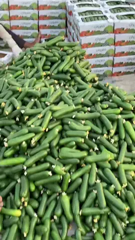 #في هذا اليوم 