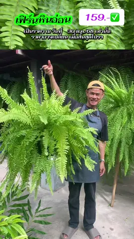 เฟิร์นสวยแต่งบ้านแต่งสวน#เฟิร์นหินอ่อน#เฟิร์นใบสั้น#เฟิร์นที่ดูแลง่าย @พี่วัน พันธุ์เกษตร 