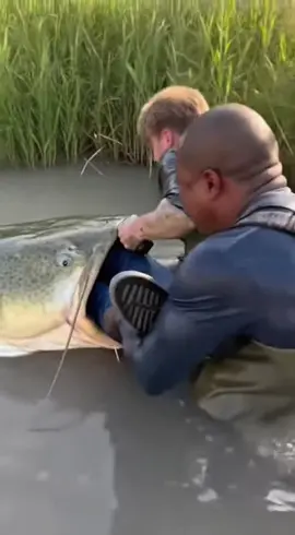 The Biggest Catch Ever Filmed! 📸 Giant Fish Attack!  #animalrescue #Wildlife #PythonAttack #AnimalFight #WildlifeAdventure 