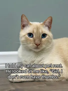 🐈  #cat #flamepointsiamese #pets 