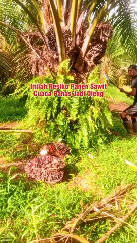 Kali ini panen keliling pas cuacanya lagi panas²nya #BangTuripOficial 