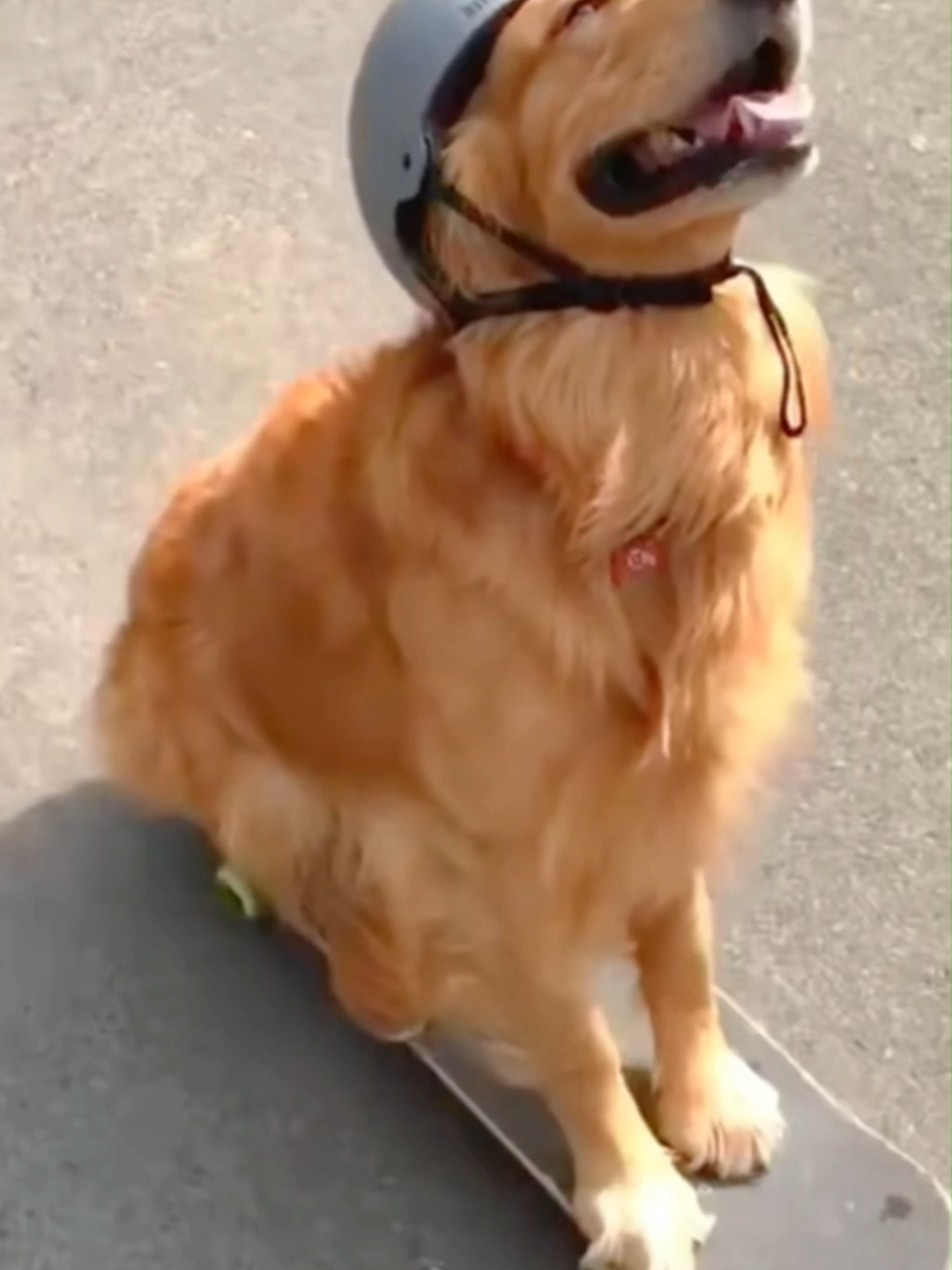 Funniest Pets Ever 😂 Crazy Cats & Dogs Compilation | Part 3 #fyp #dogsoftiktok #catsoftiktok #funnyanimals #funnyvideos