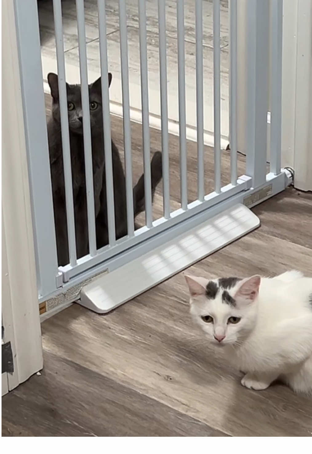 Girl crush reignited? #cat #Love