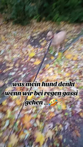 Regen is nicht ihr Ding.🤣 #dog #regen #siehasstmich 