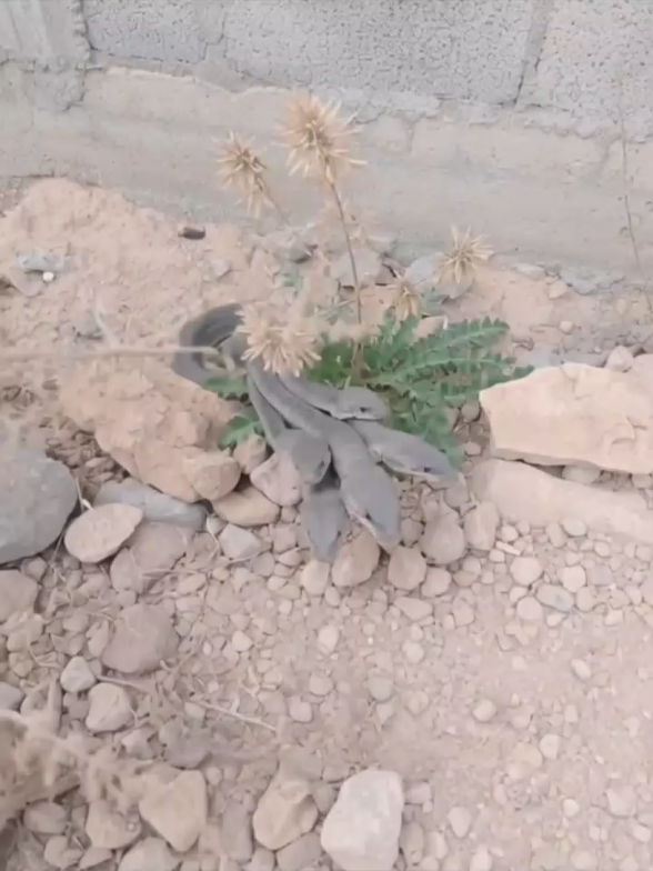 إكتشاف ثعبان نادر في الجزائر 🇩🇿 مهدد بالإنقراض بخمسة رؤوس 