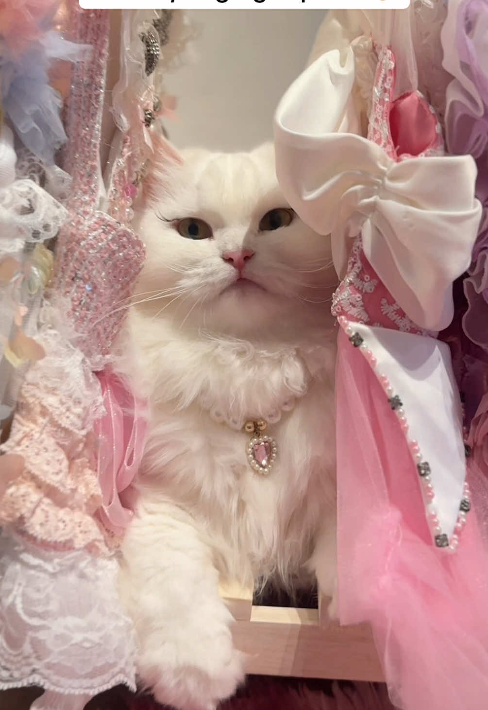 dmn ya gumi ada yg liat engga ya?  😩💗 #gumikucing #kucing #cats