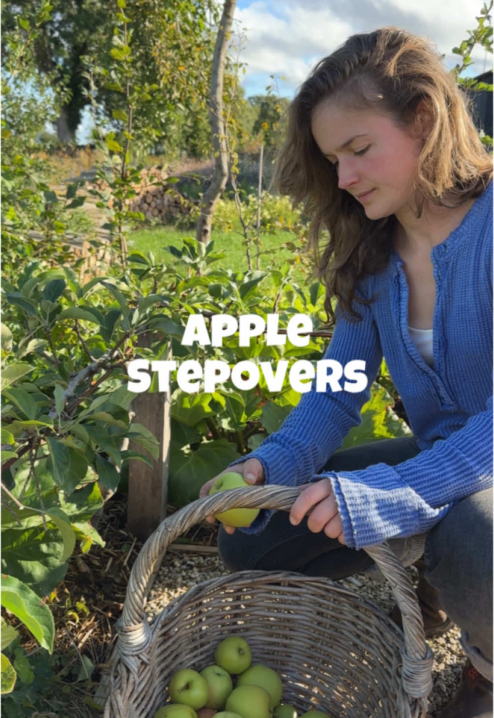December - March is bare root tree planting season! So you can plant yours soon 🤗🍎🍏 This adorable little tree is a step over apple. At 2ft high they really are tiny, making them perfect even for the smallest of spaces. I’m growing them in front of my rhubarb so they aren’t taking up any additional space at all. This year each tiny tree produced 5kg of apples on average. That’s around 30 apples per tree! So they are highly productive. To plant a step over apple it’s important to understand how apple trees are grown. Most apple trees are grafted, which means the top part of the tree, which determines the variety of the apple, is stuck onto a new root system which determines how big the tree will grow.  To grow step over apples you need to select trees on a dwarfing rootstock called M27. For the top part, you can choose any variety you like. Most apple cultivars are not self fertile which means they need to be pollinated by another apple tree. Different cultivars flower at different times, denoted by pollination groups. To ensure successful pollination you need to plant at least 2 different cultivars from the same or adjacent pollination groups. Or choose a self pollinating variety. Planting a stepover apples is pretty straightforward: 🌱 Make your supports. We bashed oak posts into the ground, drilled holes through them and threaded metal rods through the holes. 🌱 Train your tree. Gently bend the top of the tree over towards the horirfzontal mental rod and tie it in. Keep it facing up a little as trees grow more vigorously when angled upwards. Alternatively, prune the tree back to a node close to the horizontal, and a new branch will grow from the node which can then be trained along the horizontal. #apples #selfsufficient #gyo #growyourown #growyourownfood #homestead #smallholding #garden #lovegardening #kitchengarden #veggarden