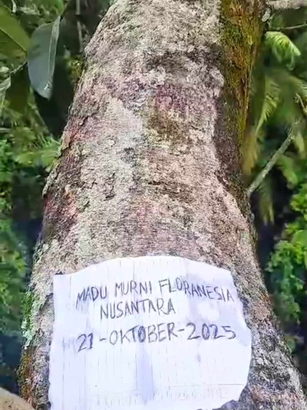 Panen Madu Murni Floranesia Nusantara #promomakanharian #madu #madumurni #maduasli #supplier 