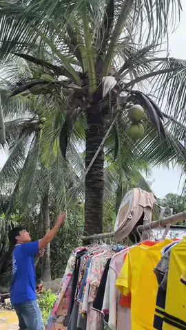 Có lưỡi cắt này đúng tiện #xuhuong #dừa 