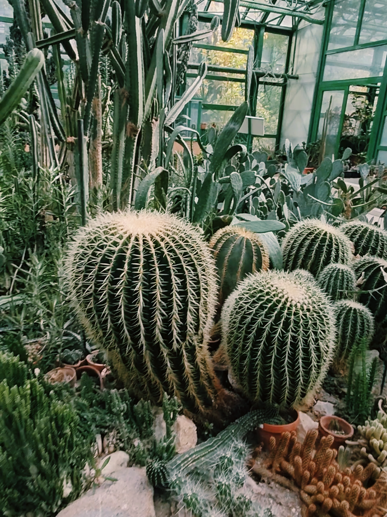 Colecția de cactuși de la Grădina Botanică – forme, texturi și culori spectaculoase care par venite dintr-o altă lume! 🌞 Unele par prietenoase, altele... mai bine le admiri de la distanță. 😊 Tu ai avut vreodată un cactus acasă? #cactus #gradinabotanica #natura #plantlover   #🌵   
