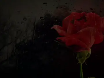 nothing lasts forever, even cold November rain🥀 #gunsnroses #lyrics #edit #novemberrain #90smusic 