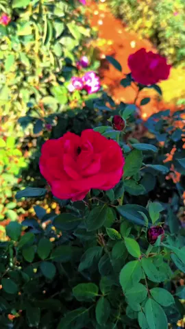 المر كثيرآ باحبته نحن مدينون للذين شعرنا معهم بأننا لا نهون وان وجودنا علي صدر الأيام عزيز..🙂 #صباحكم_سعادهـ🌸🍃 #الدليمي 