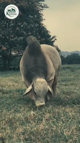 Sapi Brahman, salah satu ras unggulan asal India yang terkenal tangguh dan adaptif di berbagai iklim. Dengan postur besar, punuk khas di punggung, serta sifat tenang, Brahman menjadi pilihan utama dalam pengembangan sapi potong di berbagai negara. 💪🐃 #SapiBrahman #PeternakanIndonesia #SapiUnggulan#fyp #sapijumbo 