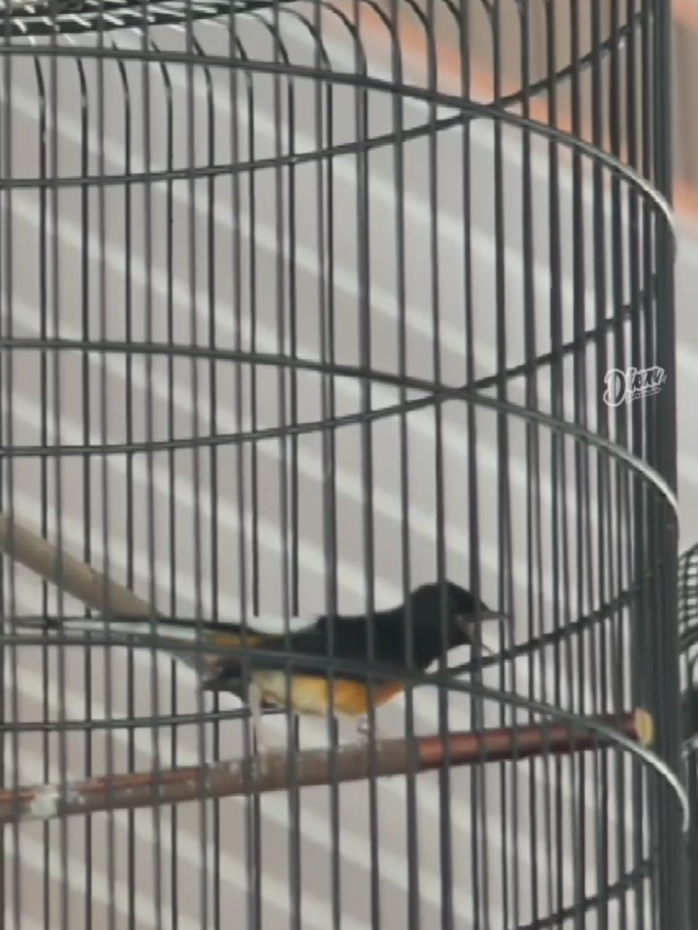 terimakasih, semoga betah di tuan baru mu, MB Sultan #kicaumania #muraigacor #muraibatuindonesia #murai 