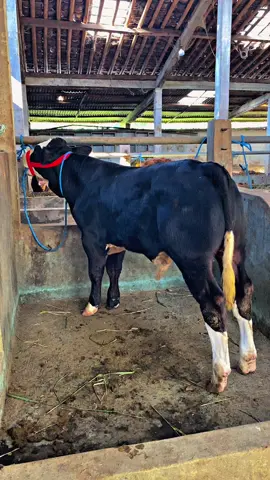 #sapi #peternakmuda #peternaksapiindonesia 